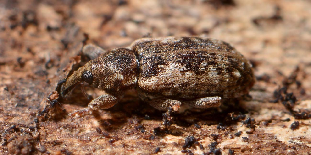 Dorytomus ictor, Curculionidae